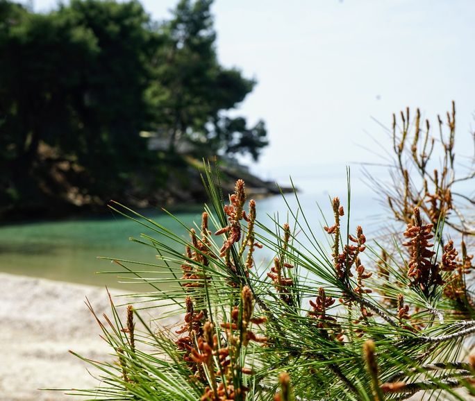 beach-pine-trees-halkidiki-sithonia