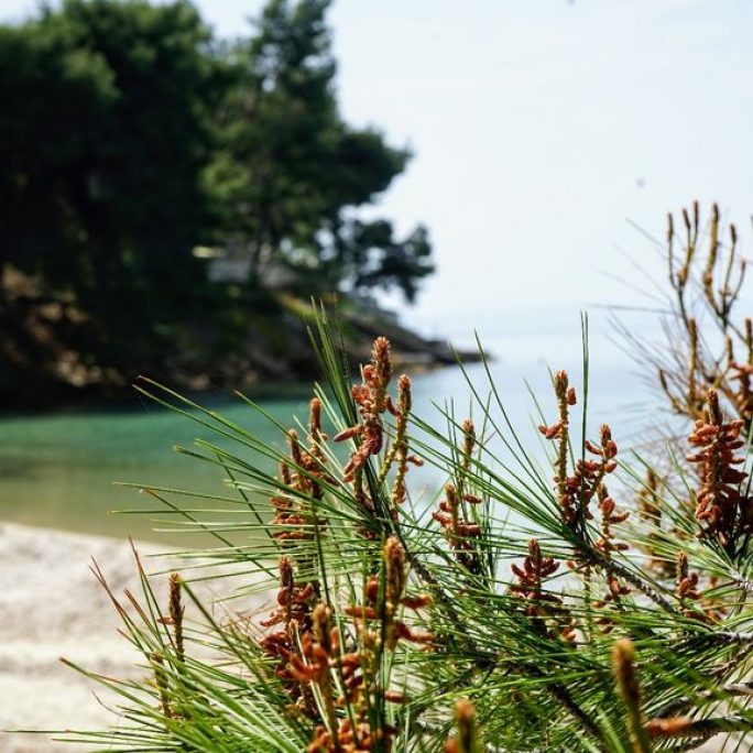 beach-pine-trees-halkidiki-sithonia